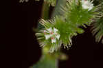 Largefruit blacksnakeroot